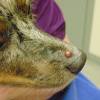 In fact, cancer accounts for almost half of the deaths of dogs over 10 years of age. 1