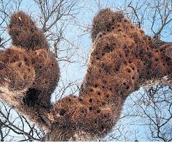 It gives context to why they are called 'sociable' weavers. Social Weaver Bird Britannica