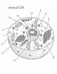 Cellular Transport Coloring Worksheet Answers Awesome Plant And Animal Cell Coloring Worksheets K Animal Cells Worksheet Cells Worksheet Plant And Animal Cells