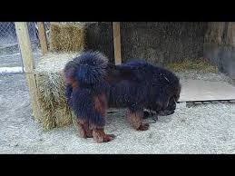Tibetan Mastiff Puppy Price In India Best Price