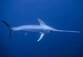 • marlins are larger and heavier than swordfishes. Broadbill Swordfish Australian Fisheries Management Authority
