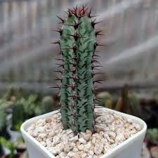 Image result for Euphorbia confinalis