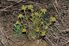 Image result for Triumfetta welwitschii