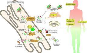 The Endoplasmic Reticulum Stress Response And Its Role In Disease Linkoping University