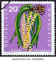 Image result for Diaphananthe fragrantissima