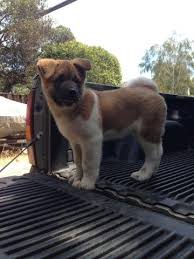 Akita puppies for sale in californiaselect a breed. Adorable Akita Puppy Bear For Sale In San Jose California Classified Americanlisted Com