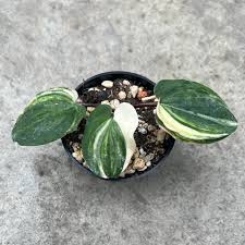 Image result for Ledebouria macowanii