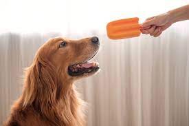 Top quality pet care · call for appointment now Welcome To Pet Doctor Your Family Veterinarian In Tucson