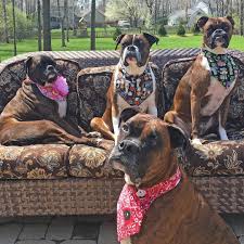 They were historically the period following the heliacal rising of the star system sirius (known colloquially as the dog star), which hellenistic astrology connected with heat, drought, sudden thunderstorms, lethargy, fever, mad dogs, and bad luck. The Dog Days Of Summer Boxer Dogs Boxer Puppies Dogs