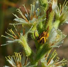 Image result for Nesaea aspera