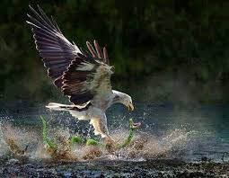 Birds Of Prey Full Movie Free Download In Tamil Nicepic Animals Beautiful Animals Pet Birds