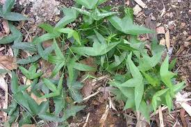 Image result for Passiflora suberosa