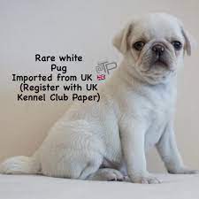 Pawsome Sg Attention To All Pug Lovers Rare White Facebook
