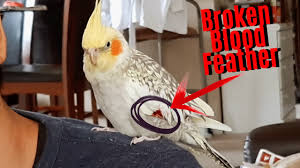 How Long Does It Take For Cockatiel Tail Feathers To Grow Back? - Youtube