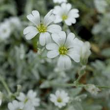 Image result for Cerastium indicum