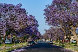 We did not find results for: Obsessed With Jacarandas These Maps Show Every Single Purple Tree In L A