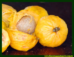 Image result for Antrocaryon