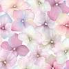 Download pink hydrangea flower photos by leungchopan. 1
