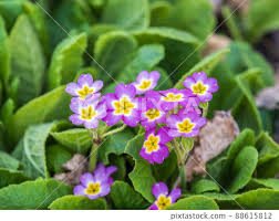 Image result for Primulaceae