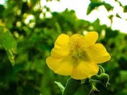 Image result for Abutilon hirtum