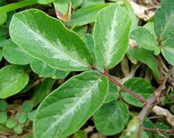 Image result for Desmodium incanum