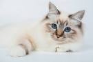 FIVE FLUFFIEST CAT BREEDS • The Catnip Times