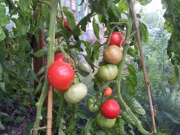 Many gardeners who grow tomatoes, however, encounter growing problems. Bud Garden Centre On Twitter Tomato Plants Peatfree And Grown At Bud Except Shirley Don T Hang About Some Varieties Are In Short Supply Red Robin Micro Tom Tumbling Tom Sungold St Pierre