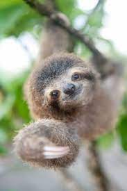 Watch Rescued Baby Sloths Have A Conversation And Try Not To Smile Video Babysloth Watch Rescued Baby Sloths Have Cute Baby Animals Baby Sloth Baby Animals