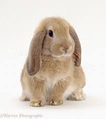 Check spelling or type a new query. Dwarf Lop Bunnies For Sale Dwarf Bunnies Cute Baby Bunnies Pet Bunny