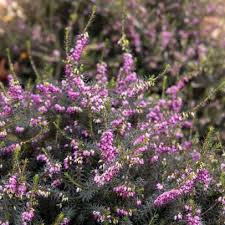 It has small light pink scented flowers with white and yellow centres. Twenty Evergreen Shrubs For Non Stop Color Hgtv
