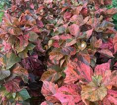 Image result for Acalypha paucifolia