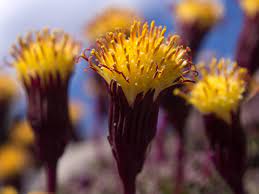 Send flowers to chile send flowers to chile through our extensive network of quality local florists. 30 Wildflowers Of Central Chile Coigue Expeditions
