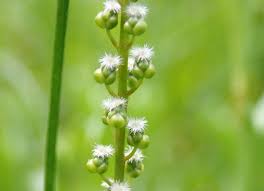 Image result for Triglochin striata