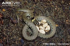 Grass Snake On Nest With Eggs View Amazing Grass Snake Photos Natrix Natrix On Arkive Snake Photos Snake Amazing Grass