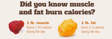 One pound of fat is 3,500 calories. Our Life And Journey The Difference Between Muscle Weight And Fat