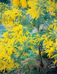 Image result for Acacia decurrens