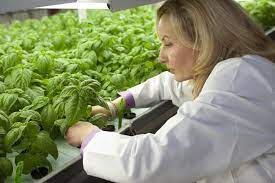 Nations Largest Indoor Vertical Farm In Chicago Aquaponics Aquaponics Fish Aquaponic Gardening