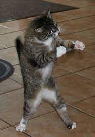 Put Em Up Cute Cats Cat Memes Funny Cats