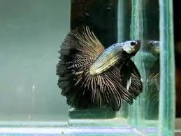Robinsonbettas exemplar de minha criação: Sold Out Betta Splendens 0610 42 Black Dragon Hm Stm Mp4 Youtube
