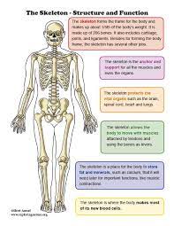 Skeleton Structure And Function Mini Poster Structure And Function Human Body Anatomy Body Anatomy