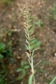 Image result for Dinebra retroflexa