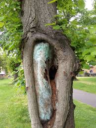 Check spelling or type a new query. Four Lime Trees To Be Removed For Safety Reasons Canterbury Newsroom