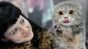 Beautiful fluffy munchkin kittens located in bertram, tx. Should Scottish Fold Cats Be Banned Bbc News