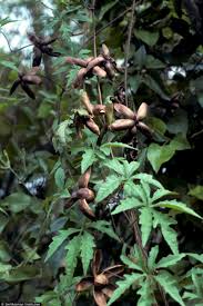Image result for Merremia stellata