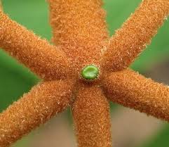 Image result for Vitex ferruginea