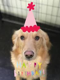 Smarter Than Your Dog