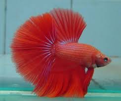 ++ mohon utk tidak berjualan di thread ini ++. Ikan Cupang Halfmoon Dan Cara Perawatannya Ragam Informasi