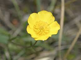 Image result for Ranunculus oreophytus