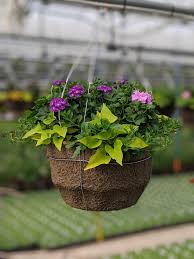 If you've never owned any trailing succulents are great for hanging planters because they spill and cascade down the sides of the planter. Geranium Mix Hanging Basket 16 Basket Greenhouse To Garden