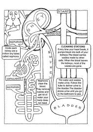 Top 10 Anatomy Coloring Pages For Your Toddler Anatomy Coloring Book Anatomy And Physiology Teaching Biology